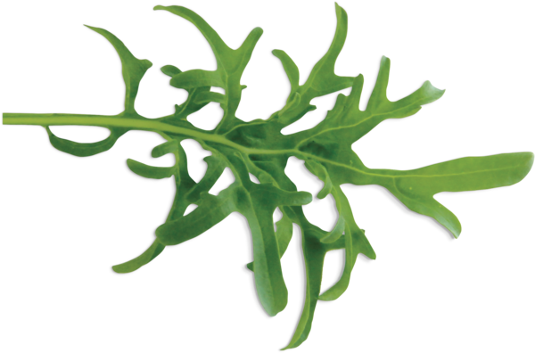 17002648 Kapsle se semeny